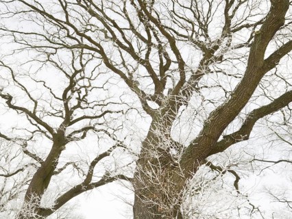 Oak Trees (Quercus robur), crowns of the trees covered in hoarfrost against a pale sky, in winter,