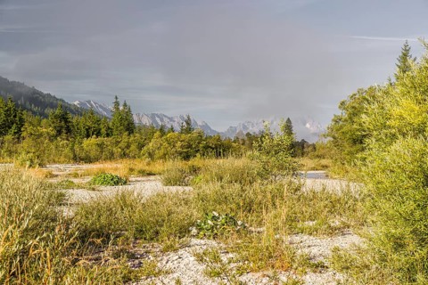 Isar valley nature conservancy area on an early sunny morning. The wild Isar river flows through