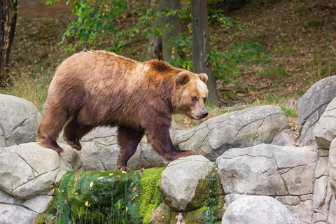 A Kamchatka brown bear (Ursus arctos piscator) runs across a rocky area in front of a forest