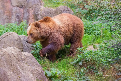 A Kamchatka brown bear (Ursus arctos piscator) runs across dense vegetation between rocks