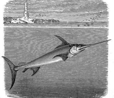 Swordfish, Xiphias gladius, illustration from 1880, historical, digital reproduction of an original