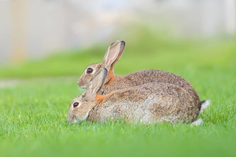 Two wild rabbits (Oryctolagus cuniculus), in a meadow, fully grown, alert, wildlife, nature