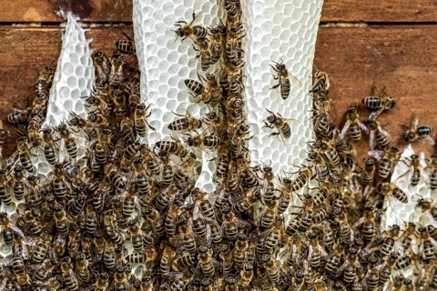 Bee colony, many bees, Western or European honey bee (Apis mellifera), wild construction of natural