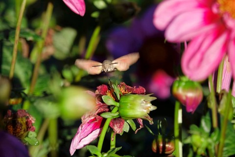 Hummingbird hawk-moth, October, Saxony, Germany, Europe