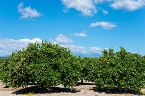 Rows of orange trees under a clear blue sky in a sunny plantation, orange trees near Skala,