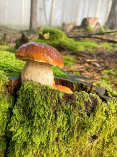 Common boletus (Boletus edulis) in the forest, in the Berchtesgaden National Park, Bavaria,