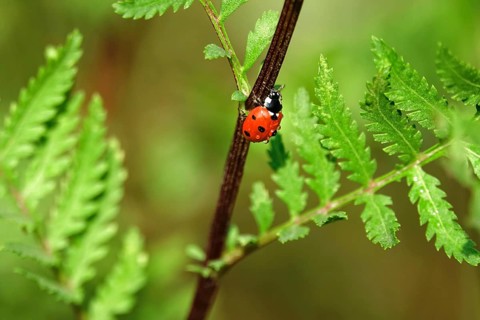 Ladybird (Coccinellidae), summer, Germany, Europe