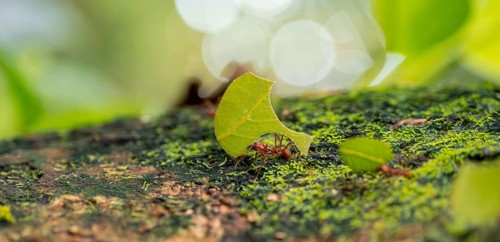 Leafcutter ants carrying leaves, ant trail, Tortuguero National Park, Costa Rica, Central America