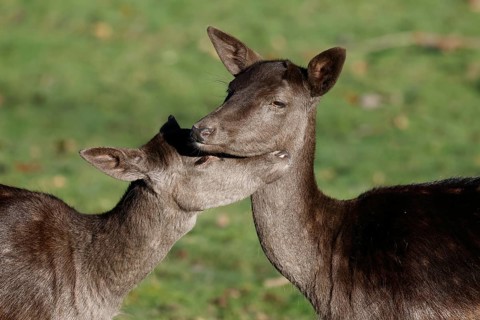 Fallow deer (Dama dama), female, two young fallow deer, fallow deer cows, females cuddling with
