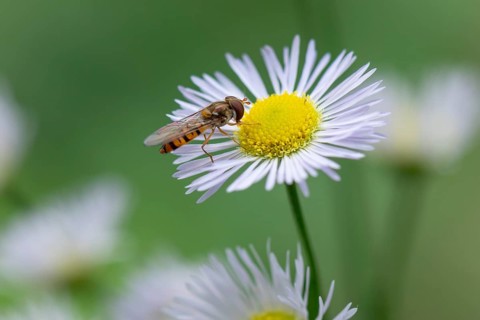 Close-up of a flower of Erigeron annuus (Erigeron annuus) with a hoverfly (Syrphidae), Ternitz,