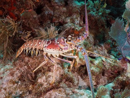 A caribbean spiny crayfish (Panulirus argus) crawls over rocks in the sea. Dive site John Pennekamp