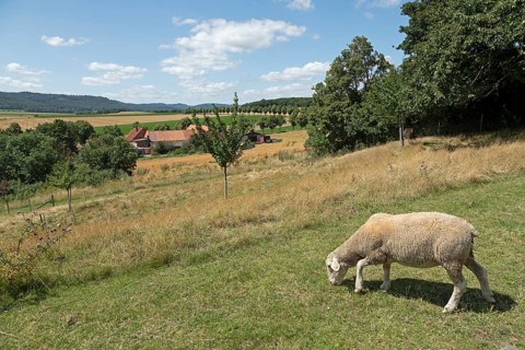 Farm, Landscape, Sheep, Wittenburg, Elze, Lower Saxony, Germany, Europe