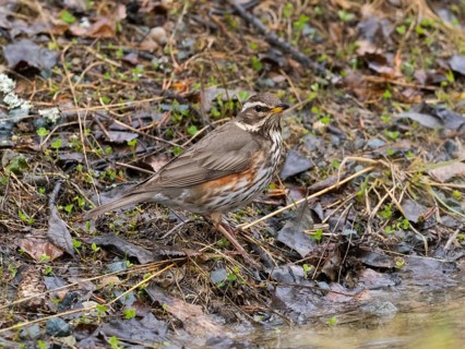 Redwing (Turdus iliacus), searching for food on the ground, May, Finnish Lapland