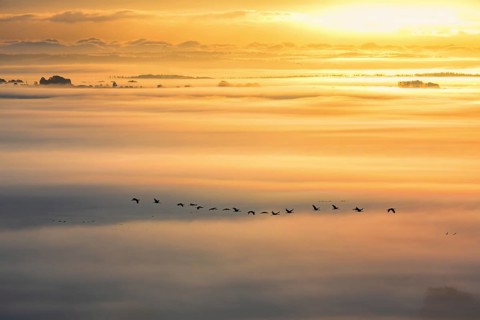 Flock of Cranes (Grus grus) flying above the landscape with morning mist at sunrise