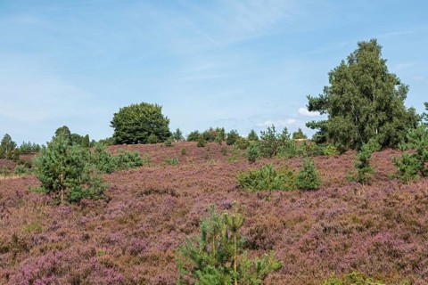Heather blossom, trees, Wilseder Berg near Wilsede, Bispingen, Lüneburg Heath, Lower Saxony,