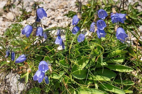 Bellflower (Campanula) on rocky ground, Karwendel Mountains, Mittenwald, Werdenfelser Land, Upper