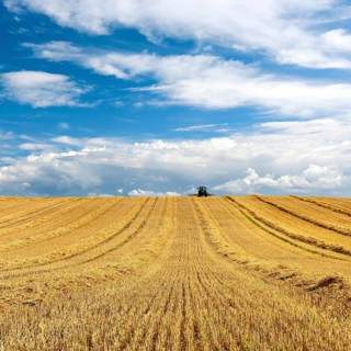 Tractor in stubble field harvesting and turning straw, grain field with dramatic cumulus clouds,