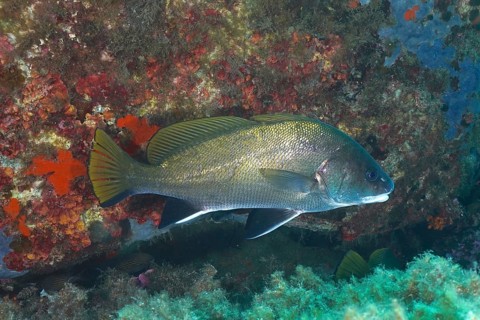 Mullet (Sciaena umbra) in a rocky underwater environment in the sea. Dive site Giens Peninsula,