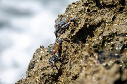 Crab on a rock, Reserva Natural Cabo Blanco, Costa Rica, Central America