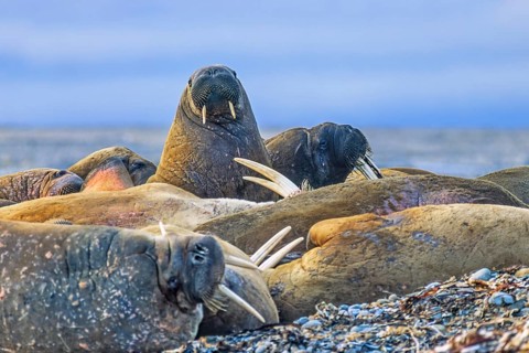 Walrus (Odobenus rosmarus) lying and resting on a beach in the arctic, Svalbard, Norway, Europe