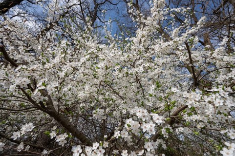Flowering myrobolane (Prunus cerasifera), Bavaria, Germany, Europe