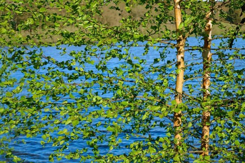 Green branches of a birch tree with a lake in the background in sunny weather in spring,