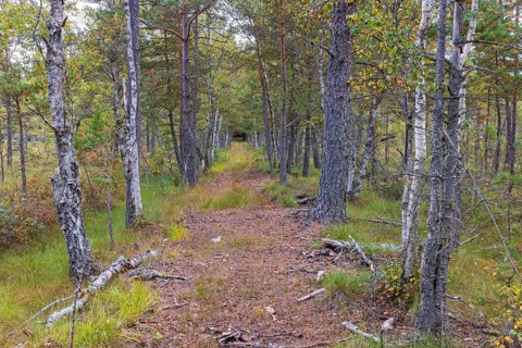 Long straight forest path in a peatbog with pine and birch trees in autumn colours