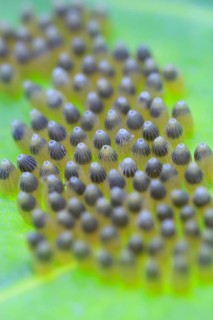 Eggs of the cabbage white butterfly, July, Germany, Europe
