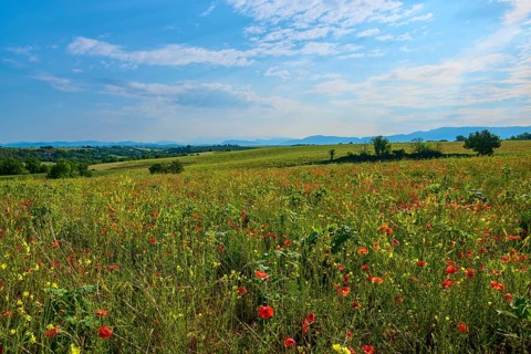 Flower meadow with poppies (Papaver), trees and mountains in the background, slightly overcast sky,