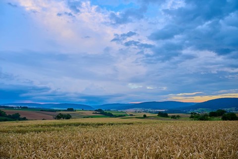 Wide wheat field (Triticum), in front of a hilly landscape under a cloudy sky at dusk, summer,