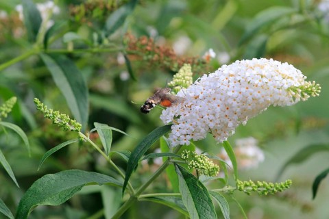 Dove tail (Macroglossum stellatarum), September, Saxony, Germany, Europe