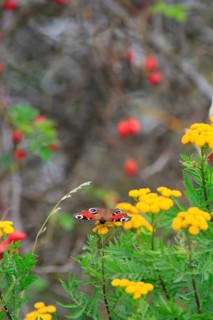 Peacock butterfly, September, Germany, Europe