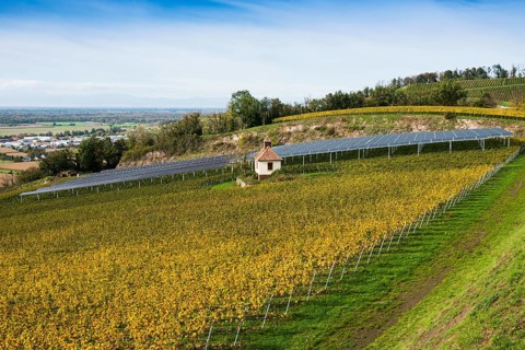 Solar plant in the vineyard, solar cells, solar modules, solar power plant, photovoltaic plant,