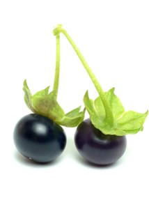 Food, fruit, black Jaltomata, Jaltomata procumbens is a plant species from the genus Jaltomata in