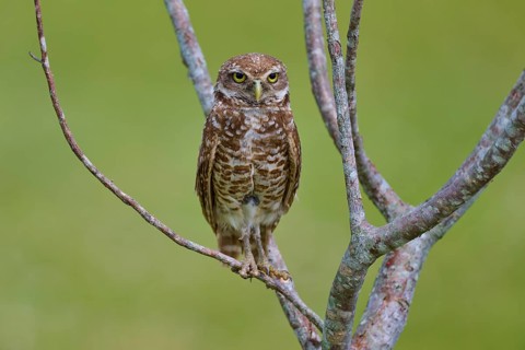 Burrowing owl (Speotyto cunicularia), sitting on a branch and observing the surroundings, Pembroke