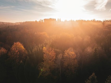 Autumn forest at sunset with golden light and colourful canopy of leaves under a bright sky,