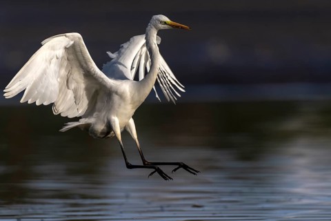 Great White Egret, (Ardea cinerea), landing in the shallows of a fish pond, Lusatia, Saxony