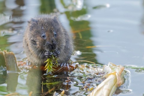 Water vole (Arvicola amphibius) adult rodent animal feeding on pondweed leaf in a reedbed on a