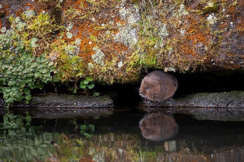 Water vole (Arvicola amphibius) adult animal on the edge of a river bank, England, United Kingdom,