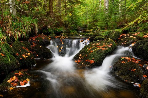 Stream in autumn, Kleine Ohe, Bavarian Forest National Park, Bavaria, Germany, Europe