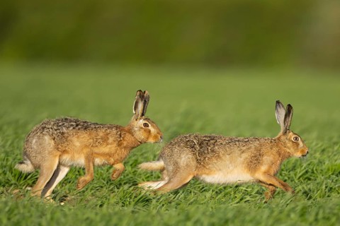Brown hare (Lepus europaeus) two adult animals running in a farmland cereal field in springtime