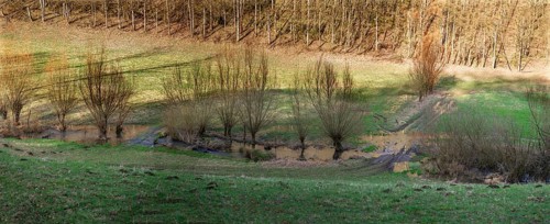 Franconian landscape with willows (Salix) along a stream in February, Thuisbrunn, Upper Franconia,