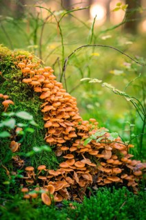 A large number of small brown mushrooms growing close together on a moss-covered tree trunk, Calw,