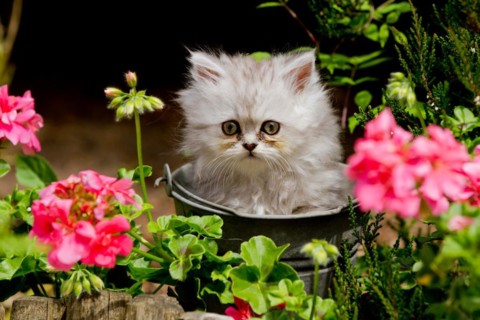Persian cat, long-haired cat, kitten