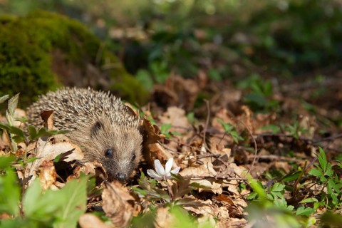European hedgehog (Erinaceus europaeus) adult animal walking in a springtime woodland, Suffolk,
