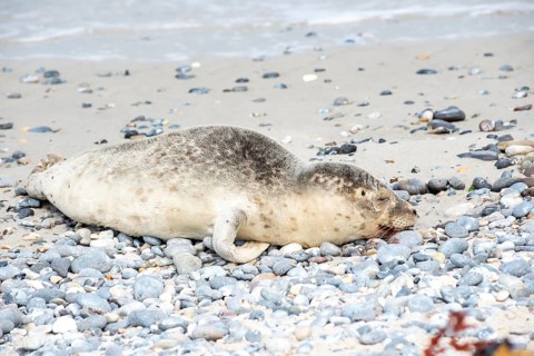 Sick, young harbour seal (Phoca vitulina vitulina) lying exhausted on a beach with sand and
