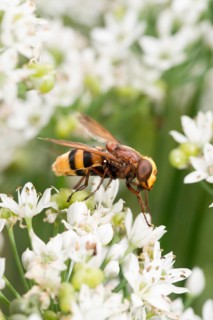 Hornet hoverfly (Volucella zonaria) or large forest hoverfly or giant bumblebee hoverfly sits on