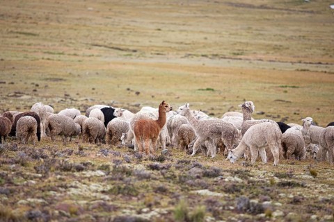Alpacas (Vicugna pacos) in the Reserva Nacional de Salinas y Aguada Blanca, Province of Arequipa,