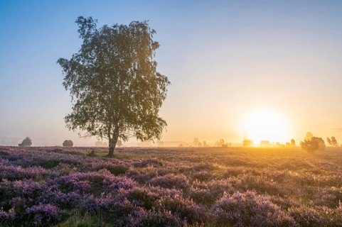 Heath landscape, flowering common heather (Calluna vulgaris), birch (Betula), backlit at sunrise,