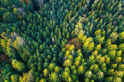 Forest in autumn in the Moorbach valley near Vechta, colouring, aerial view, forest, autumnal,